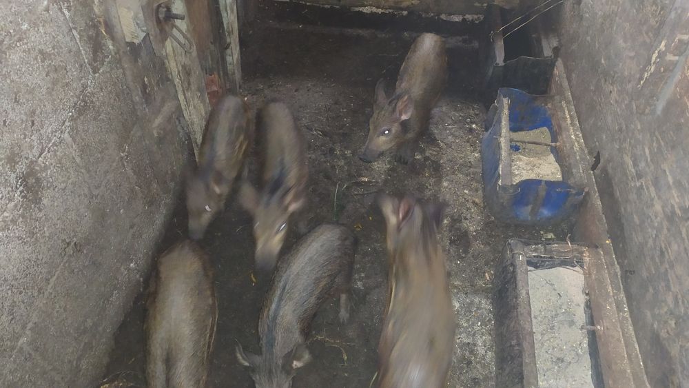 javalís dois meses y meio