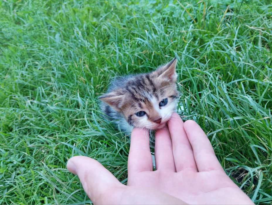 ТЕРМІНОВО! Віддам в добрі руки!ХЛОПЧИКИ