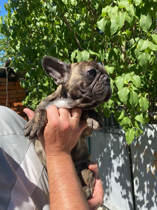 Французький бульдог