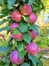 Саджанці колоновидних дерев.Черешня, Груша, Яблоня, Персик, Слива..