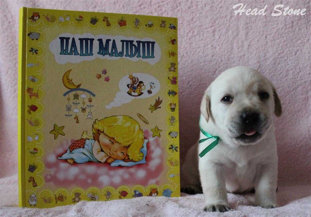 Лабрадор ретривер Щенки КСУ
