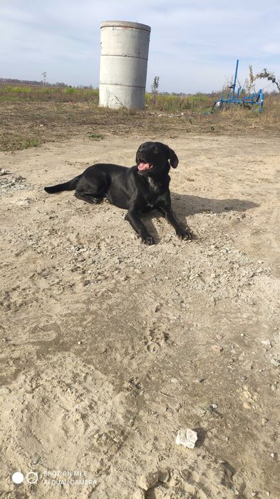 майоркская овчарка ка де бестиар