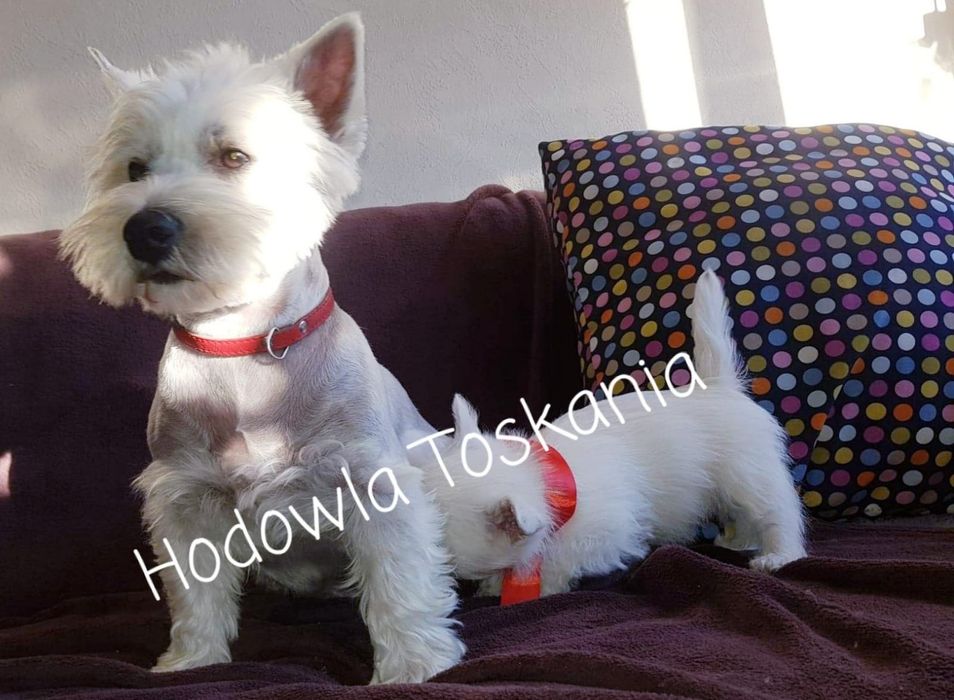 West Highland White Terrier- piesek