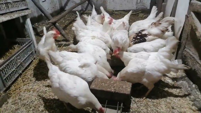 Продаж курей Ломан Вайт та підрощених домінант