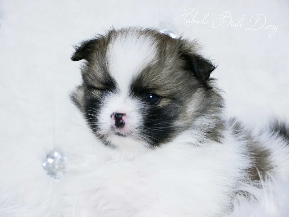 Szpic miniaturowy Pomeranian Boo Szpice Śląskie Rodowód Samiec Hary