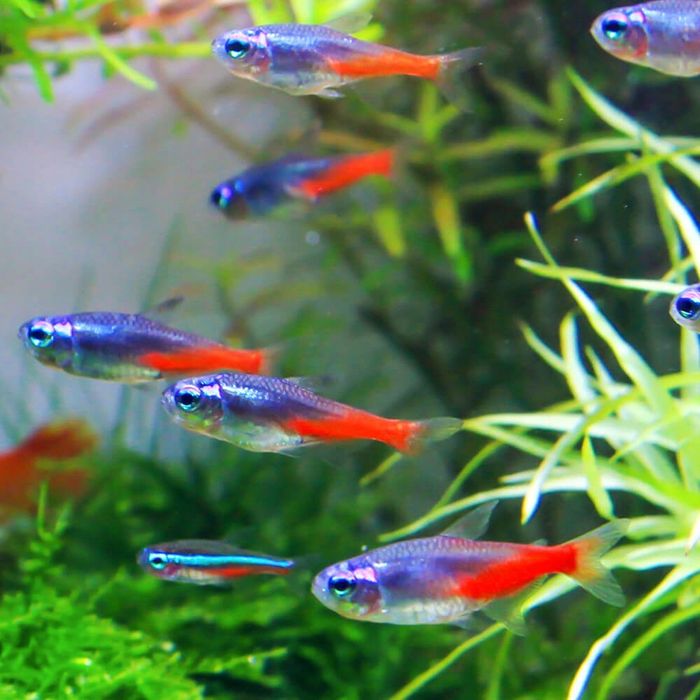 Ryba lawicowa  neon inessa