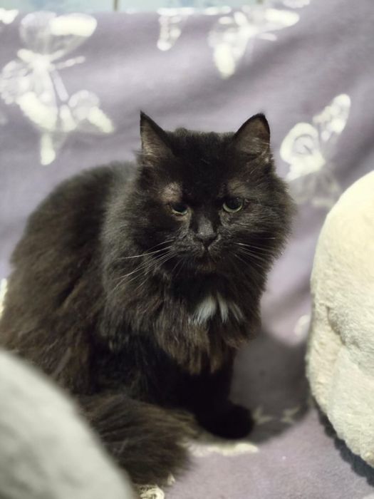 Отдам черную пушистую кошку, стерилизована, 2 года