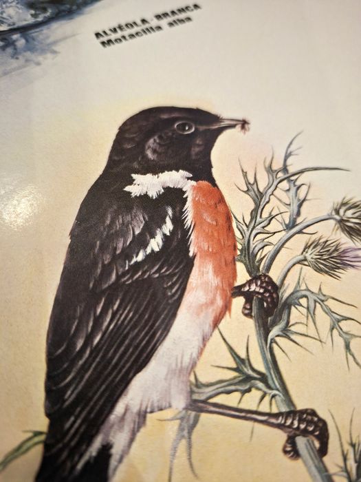 Poster Aves Insectívoras Portuguesas