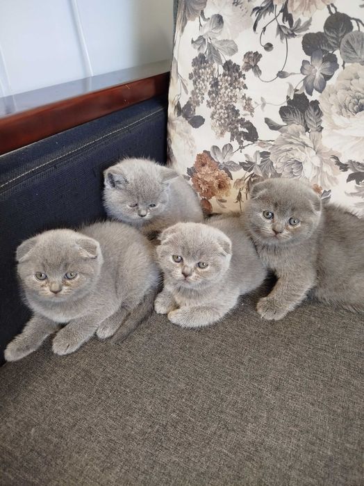 Шотландські котята .