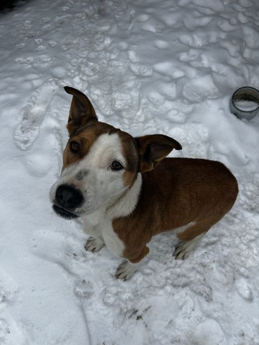 Отдам собаку в хорошие руки