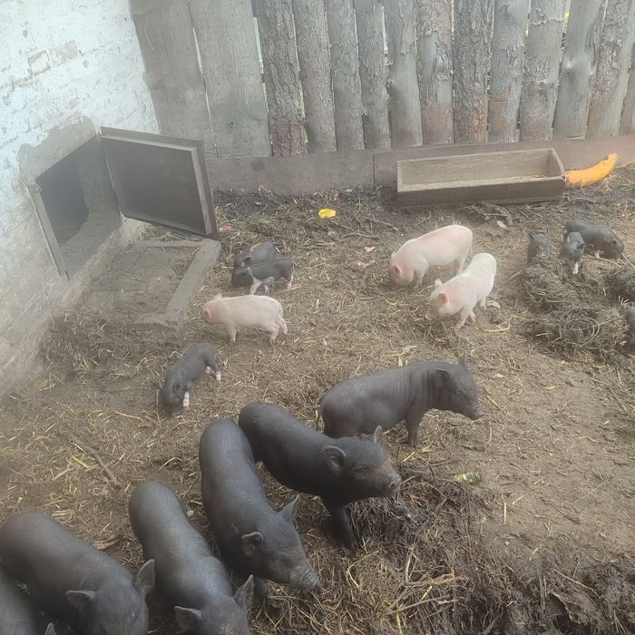Поросята в'єтнамські