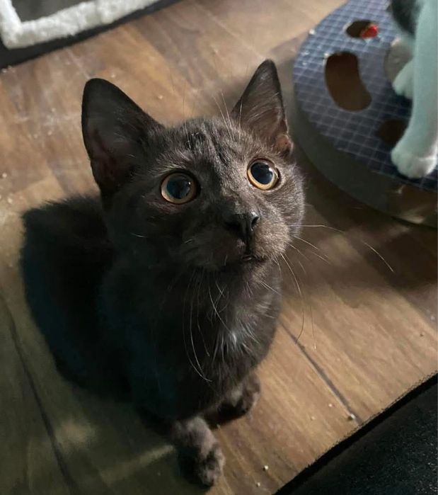 Mambo pilnie  szuka domu