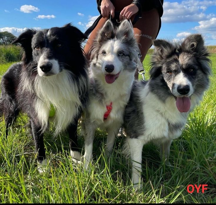 Border Collie suczka z badaniami I wyprawką.
