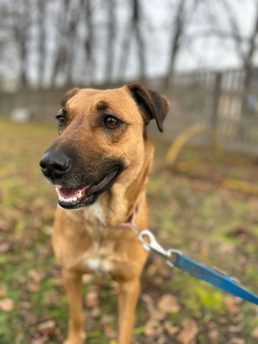 Molly poleca się do adopcji.