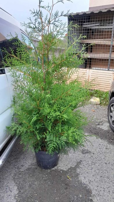 Рослини туї брабант