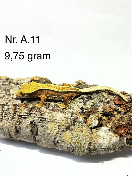 Gekony Orzęsione (Maluchy, Podrostki, Samica, Samiec)