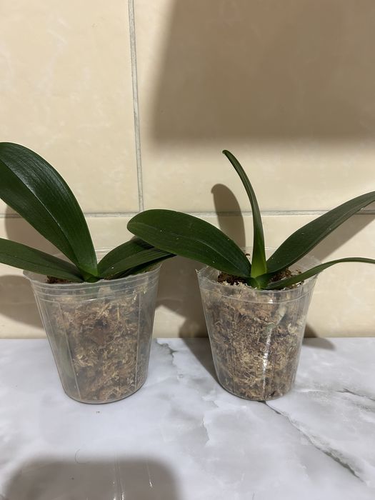 Молоді рослини орхідеї