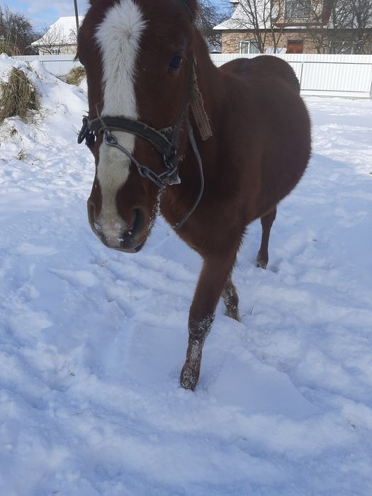 Лошиця лошичкакобила минув один рік
