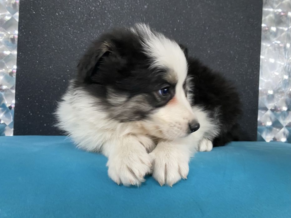 Border collie szeniak