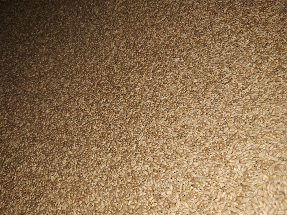 Pszenica konsumpcyjna dla drobiu kur gołębi