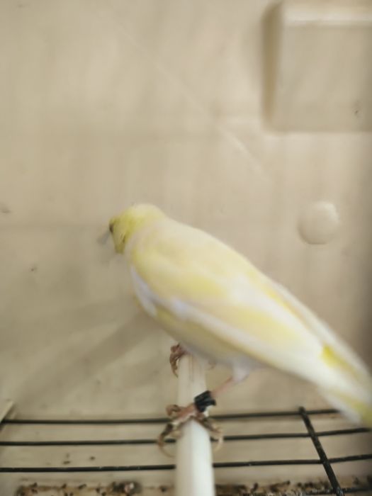 Caturras e canários disponíveis