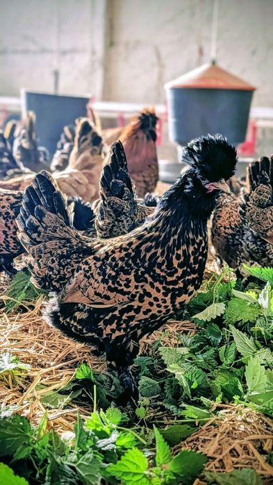 Kury Pawłowskie jaja lęgowe