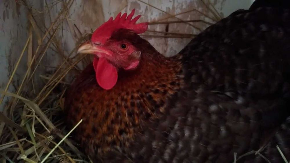 Куры Билефельдер Германия