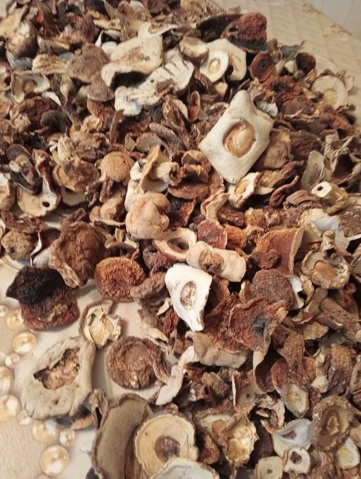 Borowik bialy kapelusze z atestem grzyboznawcy