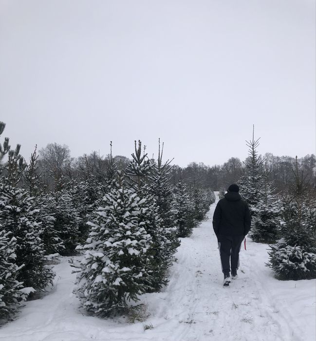 Choinka Wrocław choinki z plantacji