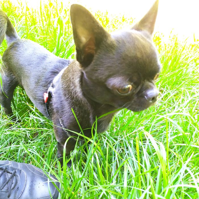 Мальчик чихуахуа для вязки.