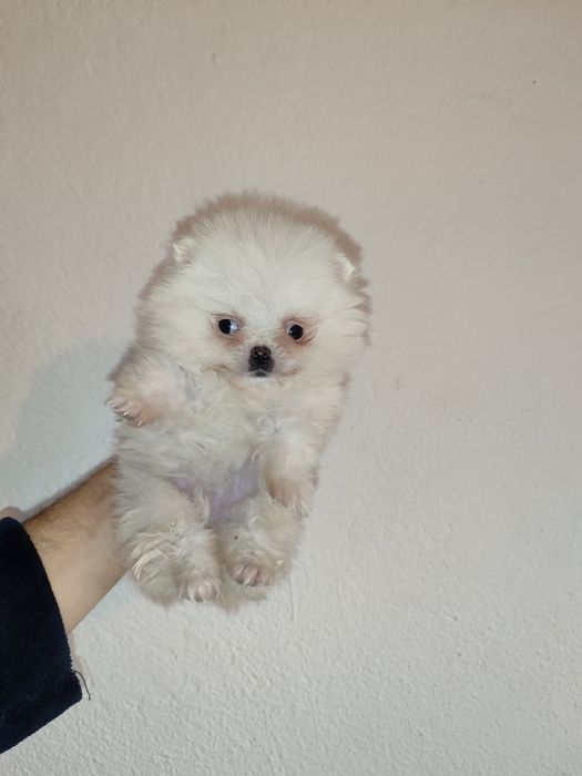 Lulu Pomerânia fêmea branca neve