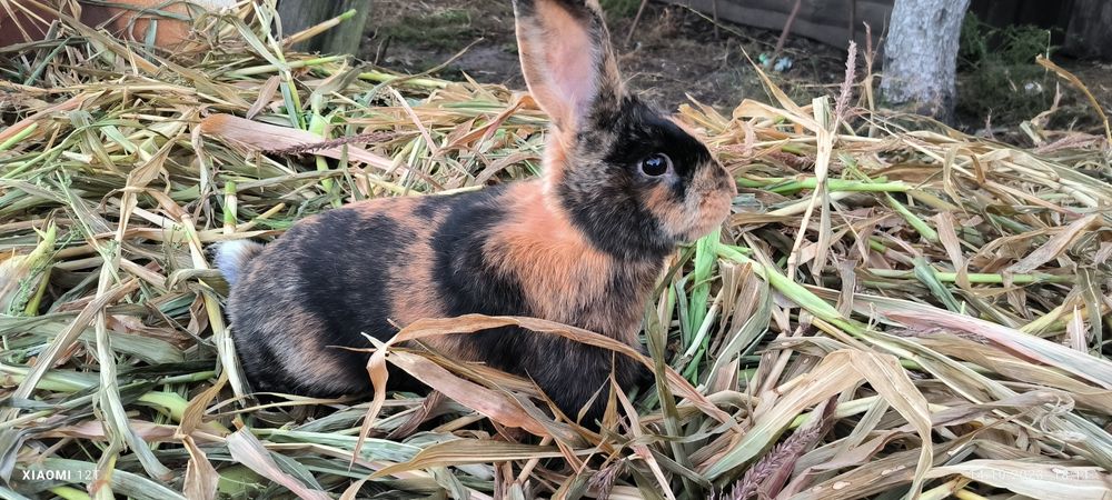 Японський кролик