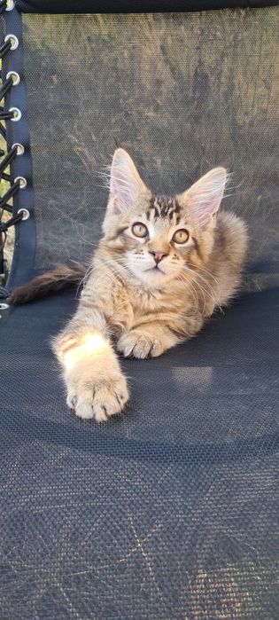 Dostępny kocurek rasy Maine Coon