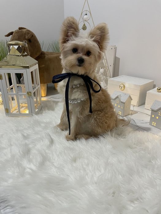 Помапу  чарівні крихітки чекають на вас