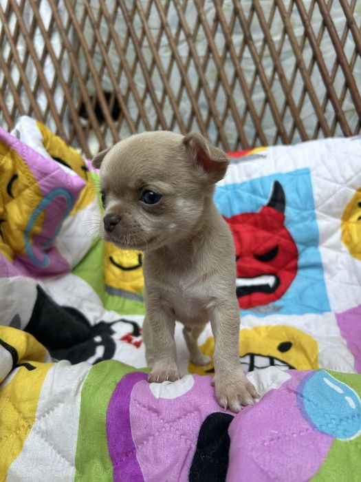 Menino Fawn Pelo Curto