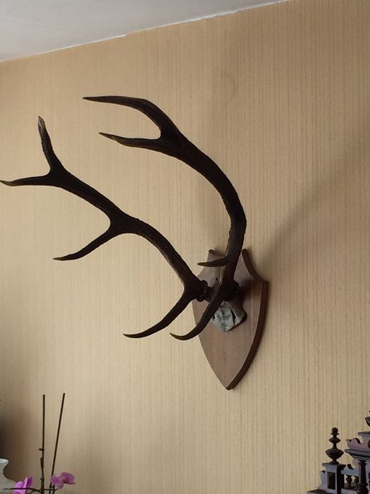 Poroze jelenie z 1932 roku antyk