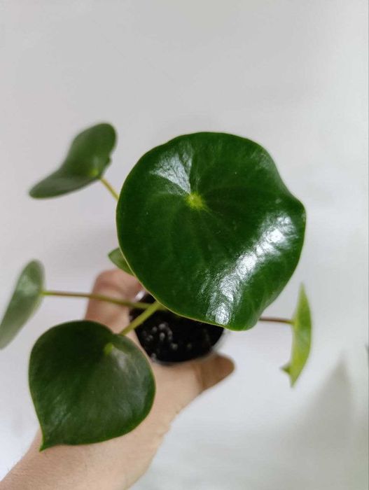 Пеперомії, філодендрон, сингоніум frosted heart