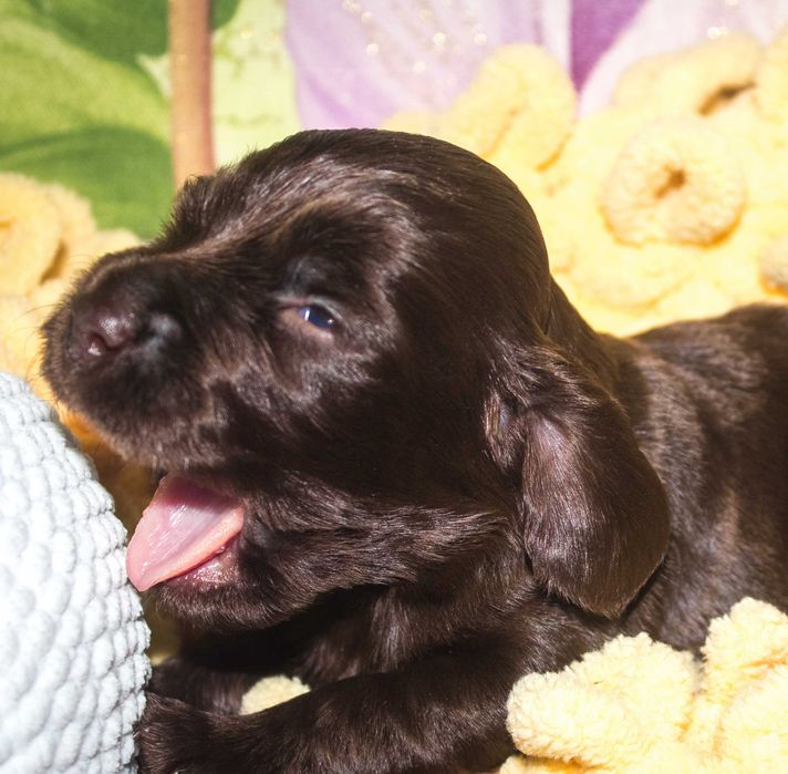 Щенки (цуценята) английского кокер спаниеля редкого шоколадного окраса