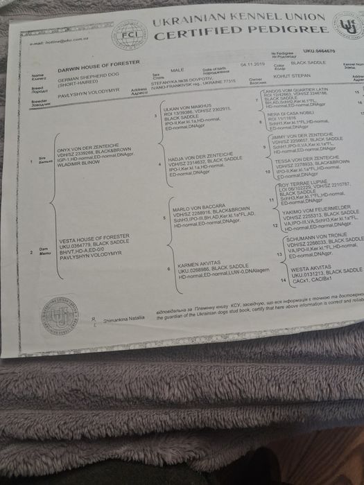 бронюваня щенят від 2 різних пар