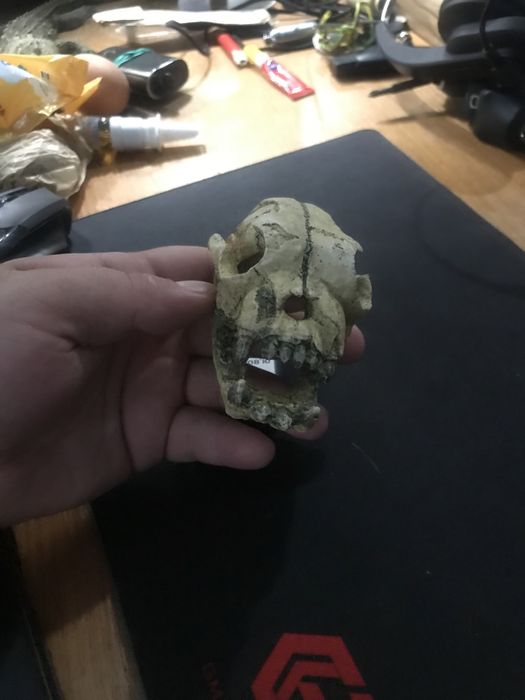 Крокодил череп аква