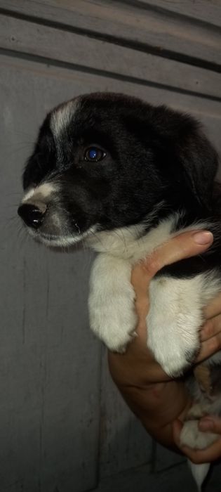 Дівчинка безкоштовно