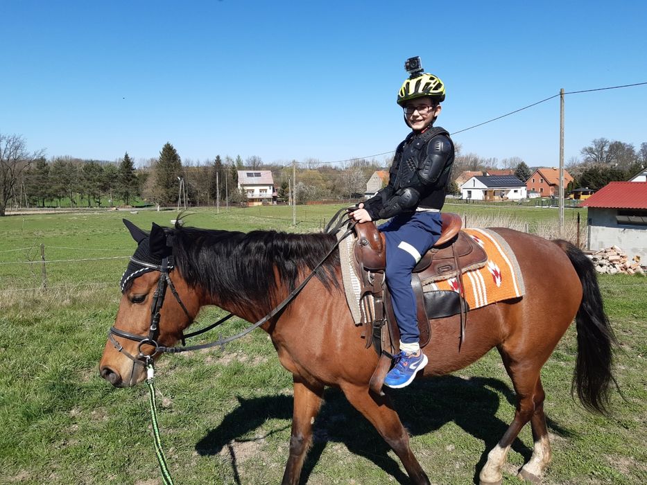 Klacz AQH 04.2016r
