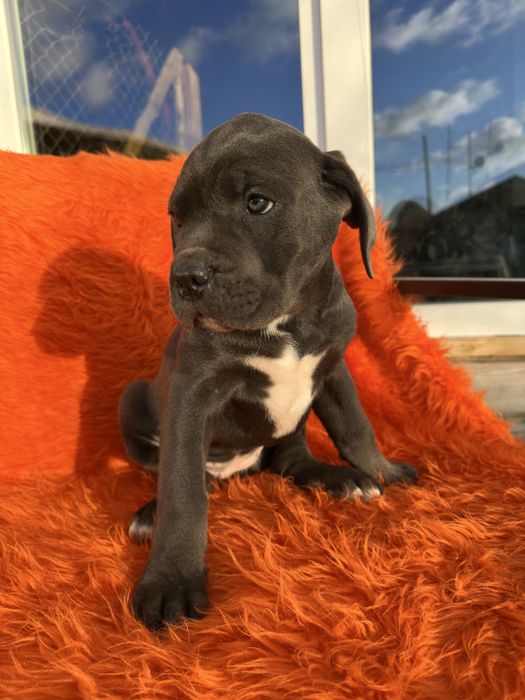 Дівчинка кане-корсо сіренька 2м