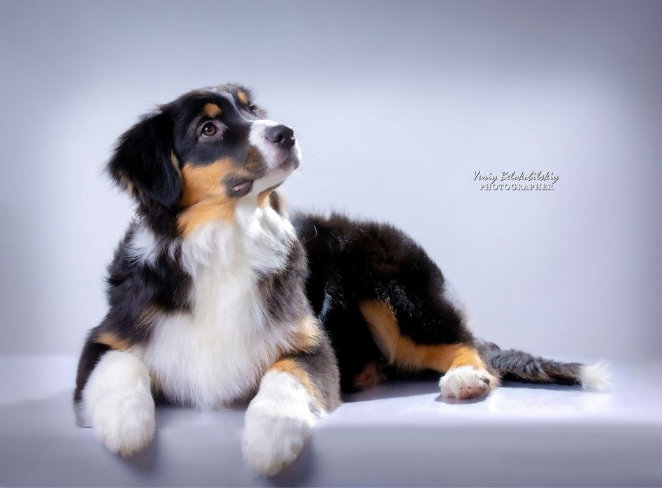 Хлопчик чорний триколор  Австралійська вівчарка (ауссі) - ФАН