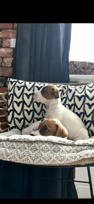 Jack russell terrier