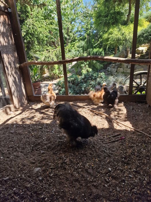 Silki jedwabiste ayam cemani kury i kogutyy