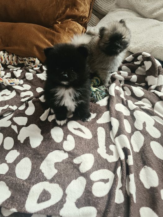 Szpic miniaturowy