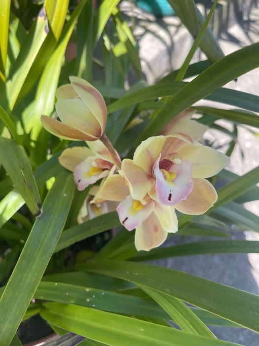 Orquídeas para venda