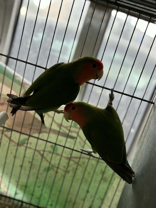 Varios agapornis disponiveis