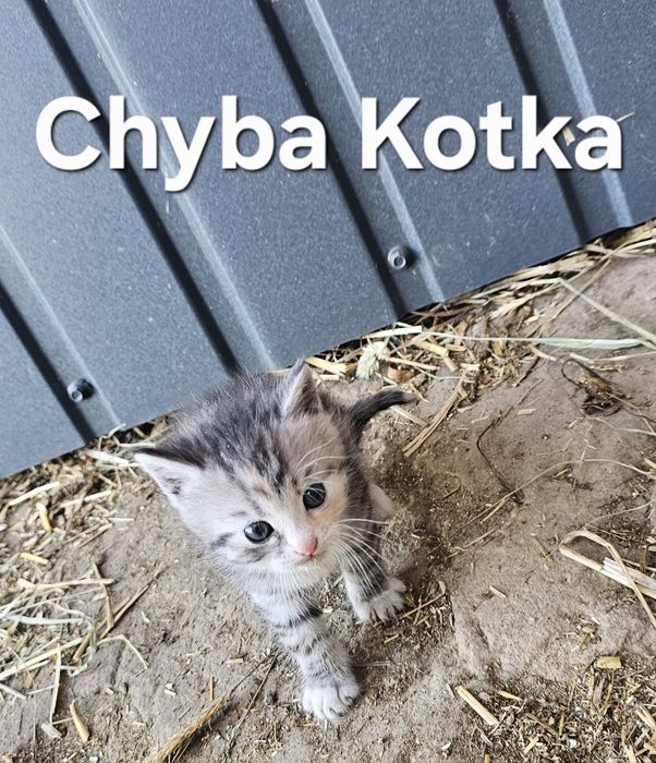 REZERWACJA Kontakt Olx. Oddam koty.